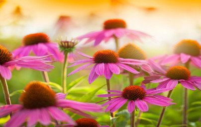 Ameriški slamnik (Echinacea purpurea) Ameriški slamnik (Echinacea purpurea)